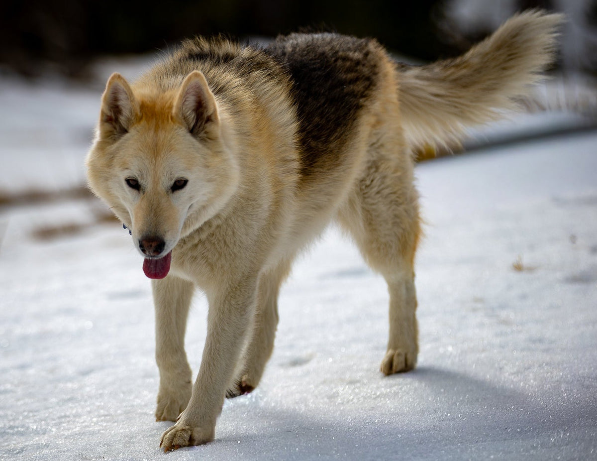 Wolf walking on a snowy landscape