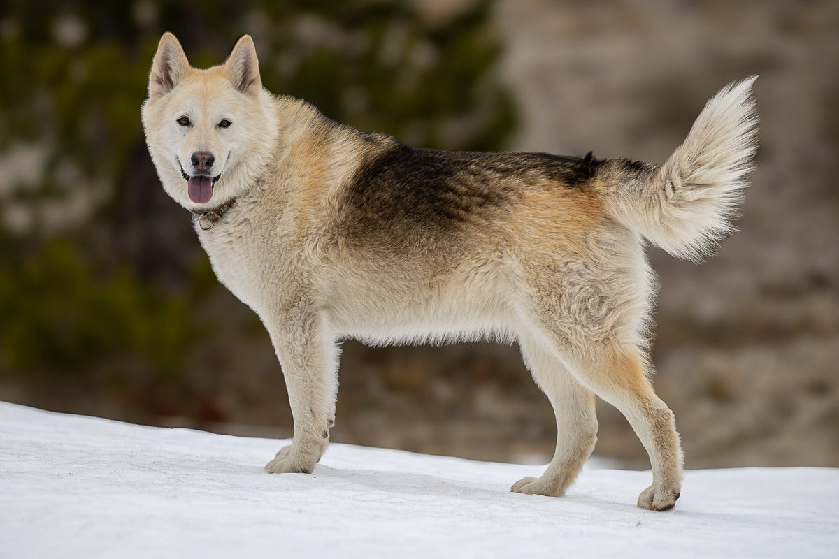 Wolf standing on a snowy landscape with a blurred natural background