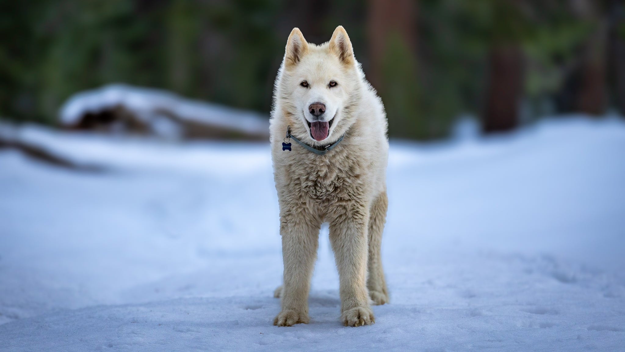 White dog standing on a snowy ground with trees in the background