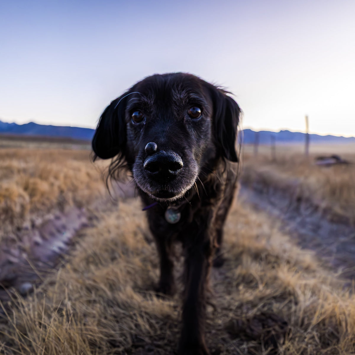 Black dog standing on a dirt path in a field with mountains in the background