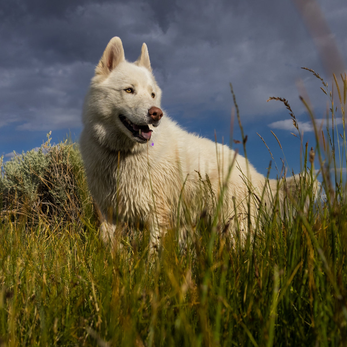 White dog standing in a grassy field with a blue sky and clouds in the background