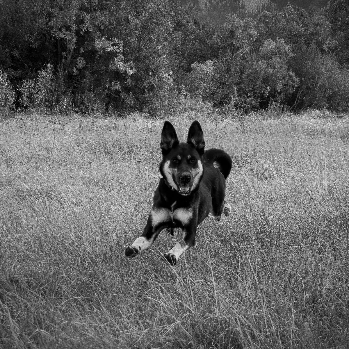 Dog running through a grassy field with trees in the background