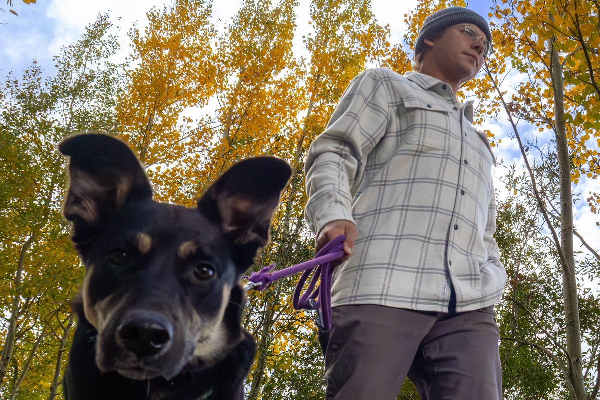 Person walking a black dog in an autumn forest