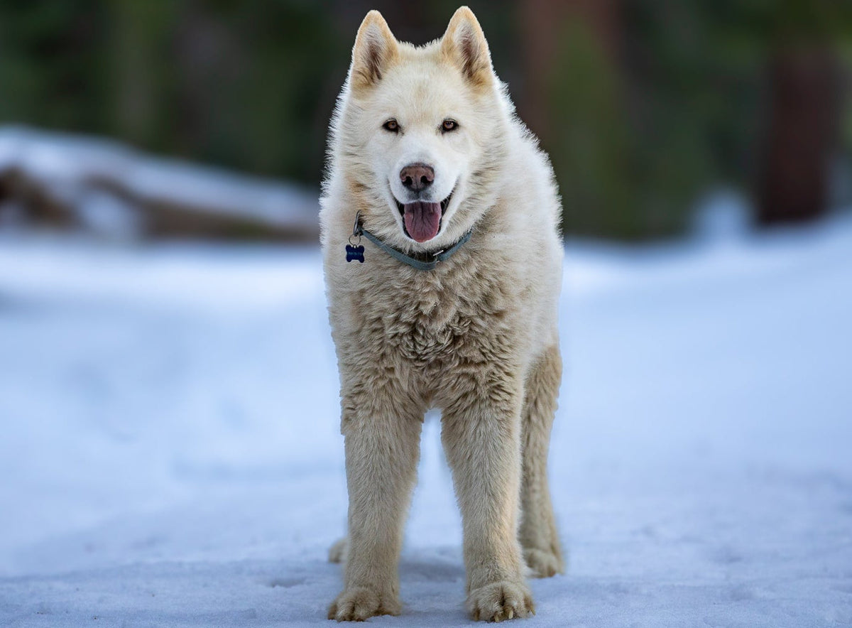 White dog standing on a snowy ground with trees in the background